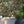 Jungle Life wallpaper by Brand McKenzie in green, close view of jungle animals in dense foliage