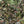 Jungle Life wallpaper by Brand McKenzie in green, pattern detail of jungle animals in dense foliage
