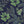 Lace Ferns wallpaper by Parker and Jules in navy, flat sample of lacy ferns