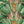 Leopard wallpaper by Brand McKenzie in green and cream, close view of leopards among palm fronds