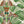 Leopard wallpaper by Brand McKenzie in green and cream, close-up of leopards among palm fronds