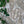 Metamorphasis linen by The Monkey Puzzle Tree in grey and green, draped, showing a metamorphosis design