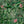 Monkey Forest wallpaper by Brand McKenzie in green and pink, detail of monkeys in tropical leaves