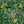 Monkey Forest wallpaper by Brand McKenzie in green and yellow, pattern detail of monkeys in tropical leaves