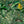 Monkey Forest wallpaper by Brand McKenzie in green and yellow, close view of monkeys in tropical leaves