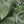 Pachamama velvet by Tatie Lou in olive, draped close-up of flying cranes