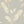 Pampas Grass wallpaper by Brand McKenzie in cream, pattern detail of pampas grass plumes