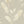 Pampas Grass wallpaper by Brand McKenzie in cream, detail of pampas grass plumes (alternate view)