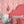 Popsicle wallpaper by Liberty James Studio in pink and coral, partly unrolled roll showing wavy popsicle stripes