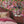 Punk Rocks wallpaper by Brand McKenzie in pink, punk animals among roses on a bedroom wall