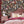 Punk Rocks wallpaper by Brand McKenzie in burgundy, punk animals among roses on a bedroom wall