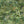 Rice Terrace Max wallpaper by Brand McKenzie in green, pattern detail of large-scale rice terraces