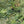 Rice Terrace Max wallpaper by Brand McKenzie in green, close view of large-scale rice terraces
