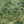 Rice Terrace Standard wallpaper by Brand McKenzie in green, close view of rice terraces