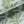 Rubber Plant velvet by Annika Reed in sage green, in soft folds showing rubber plant leaves