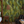 Savana wallpaper by Deus ex Gardenia in green, large savanna leaves in a bedroom