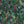 Seahorse Mangrove wallpaper by Brand McKenzie in dark green, pattern detail of seahorses among mangrove leaves