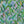 Seahorse Mangrove wallpaper by Brand McKenzie in green, close-up of seahorses among mangrove leaves
