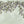 Seasons of the Vine wallpaper by Dami and Em Design in green, flat sample of grape vines