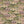 Silk Shades wallpaper by Brand McKenzie in pink and olive, detail of layered silk lampshades