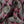Soltar velvet by Tatie Lou in pink, in soft folds showing a Deco arch pattern