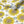 Sunflower and Flora wallpaper by Seed Home Designs in yellow and green, roll showing large sunflowers