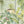 The Green House wallpaper by Brand McKenzie in green, glasshouse plants above a cabinet