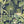 The Green House wallpaper by Brand McKenzie in navy, close-up of glasshouse plants