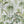 The Green House wallpaper by Brand McKenzie in green and white, detail of glasshouse plants