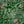 Tropical Forest wallpaper by Brand McKenzie in green and pink, detail of tropical leaves