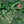 Tropical Forest wallpaper by Brand McKenzie in green and pink, close-up of tropical leaves