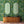 Tropical Forest wallpaper by Brand McKenzie in green and yellow, tropical leaves on a bathroom wall