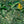 Tropical Forest wallpaper by Brand McKenzie in green and yellow, close view of tropical leaves
