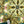 Versailles wallpaper by Liberty James Studio in green and gold, partly unrolled roll showing an ornate kaleidoscope design