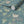 Wrens in Ivy wallpaper by Seed Home Designs in teal, flat sample of wrens among ivy