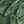 Leopard velvet by Tatie Lou in green, draped close-up of a leopard-spot print