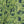 Canopy linen by Bethie Tricks in navy, pattern sample of palm fronds