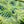 Canopy linen by Bethie Tricks in navy, in soft folds showing palm fronds