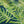Canopy linen by Bethie Tricks in navy, close-up of palm fronds