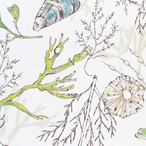 Coastal Cove wallpaper by Seed Home Designs in white, pattern sample of line-drawn shells and seaweed
