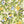 Disco Lemons wallpaper by Brand McKenzie in yellow and green, lemon branches with disco balls above kitchen cabinets