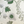 Eden wallpaper by Deus ex Gardenia in cream and green, pattern detail of lush leaves and fruit