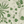 Eden wallpaper by Deus ex Gardenia in cream and green, flat sample of lush leaves and fruit