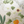 Eden wallpaper by Deus ex Gardenia in cream and green, close-up of lush leaves and fruit