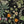 Eden wallpaper by Deus ex Gardenia in black, flat sample of lush leaves and fruit