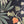 Eden wallpaper by Deus ex Gardenia in black, close-up of lush leaves and fruit