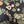 Eden wallpaper by Deus ex Gardenia in black, full repeat of lush leaves and fruit
