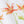 Dancing Autumn Daisies linen by Seed Home Designs in orange and green, pattern sample of orange daisies on tall stems
