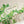 Folio linen by Bethie Tricks in green and white, sample swatch set showing a leaf medallion print