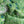 Jungle linen by Bethie Tricks in green, jungle leaves made into a cushion